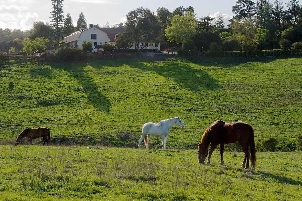 Horses grazing on the green slope below Westwind Community Barn