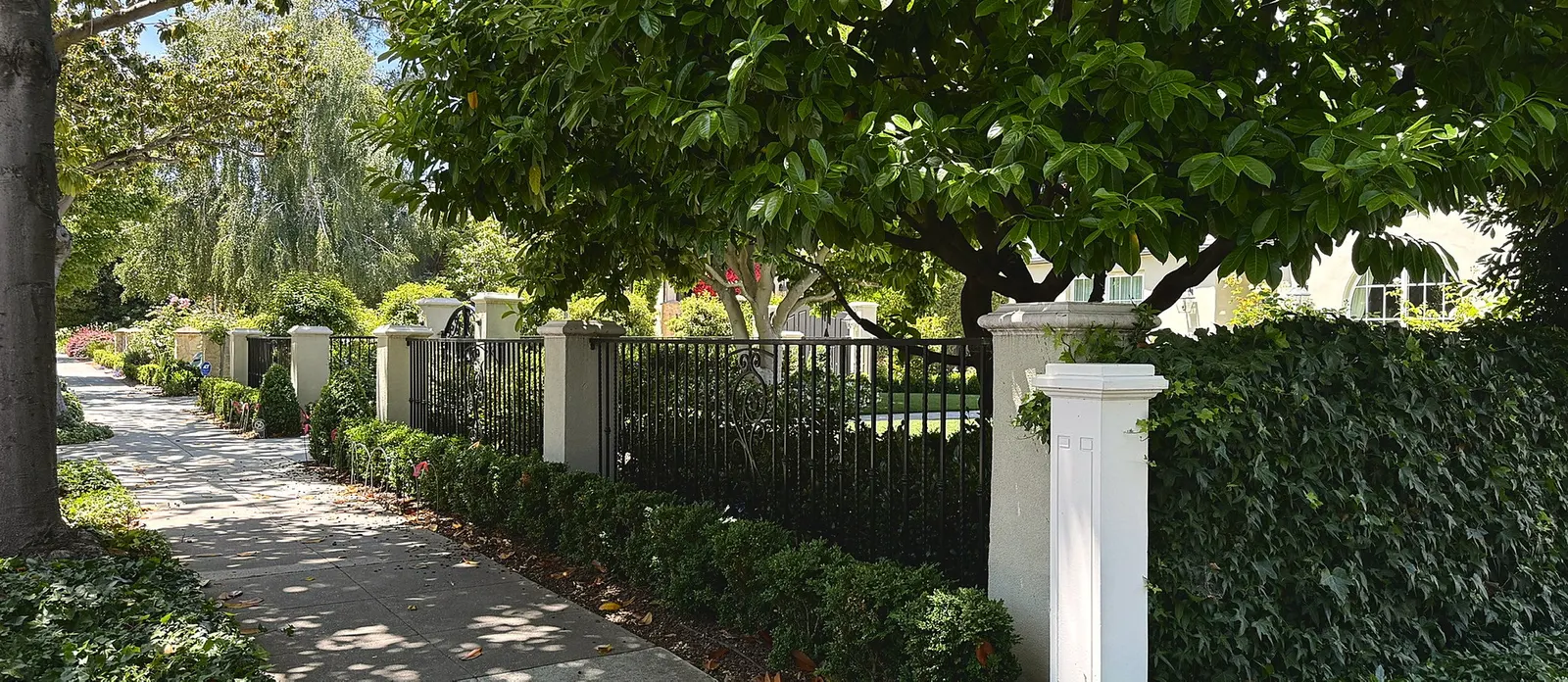 A Palo Alto sidewalk in dappled light, running past a clipped hedge, an iron fence and an ivy-covered wall